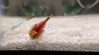 Triops eating pieces of carrots [upl. by Omrelliug]