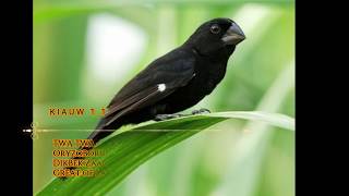 quot TWA TWA quot KIAUW 10 BEST TRAINING SONG PART ONE quotBICUDINHOquot TROPICAL SINGING BIRDS [upl. by Michelina695]