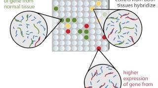 DNA Microarray [upl. by Florence]