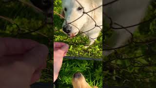 SENSE OF SMELL AND SIGHT🐕 music labrador play dog food sunnysummer shorts [upl. by Silra]