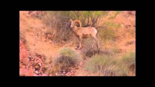 Grand Canyon Suite On the Trail by Ferde Grofe [upl. by Ynatirb]