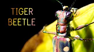 Tiger Beetle  Cicindelinae [upl. by Sewole]