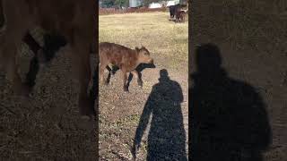 Meeting the new wagyu calves wagyu wagyubeef farming cattle [upl. by Walley]