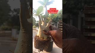 Adenium Arabecum Roots Development progress short Adeniu Arabecum Obesum indoorplants ytshorts [upl. by Meluhs]