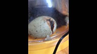 Our youngest Cayuga Duck Hatching in the incubator 1597 [upl. by Mitchell]