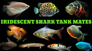 Top 10 Iridescent Shark Tank Mates [upl. by Anomahs386]