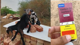 15 दिन के बच्चों की वार्मिंग first deworming Albomar  Sai goat farm [upl. by Neveda]