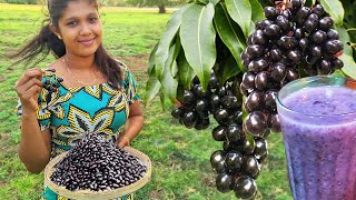 Java Plum Harvest and I Creates Sago  Java Plum Drink Recipe  Village Girls Journey [upl. by Anekahs]