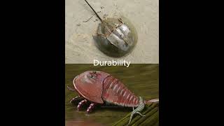 Horseshoe Crab vs Hibbertopterus shorts [upl. by Mensch]