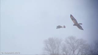 Ruigpootbuizerd  Roughlegged Buzzard  Buteo lagopus  Drentse Dijk Onlanden NL 09012019 [upl. by Ahsiakal310]