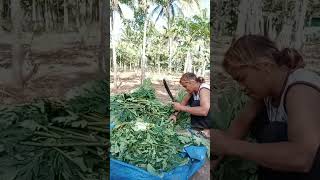 Cacah Pakan Ayam daun papaya [upl. by Lajes]