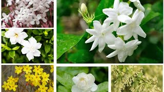 Jasminum Grandiflorum  Spanish Jasmine Royal jasmine jasmine white flowers outdoors fyp [upl. by Orv122]