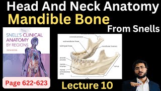 Mandible Bone  Head and Neck Anatomy  headandneckanatomy [upl. by Sawyor]