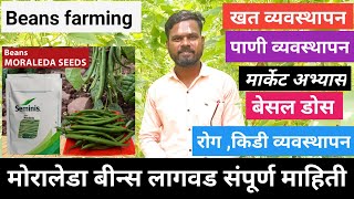 मोरालेडा बीन्स लागवड संपूर्ण माहिती व्हिडिओ नक्की पहा  Moraleda beans farming [upl. by Nodnas]