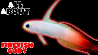 All About The Red FireFish Goby [upl. by Suiddaht]