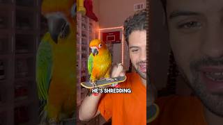 Teaching my BIRD sambatheparrot how to SKATEBOARD skateboarding skate sk8 shorts [upl. by Ragse]