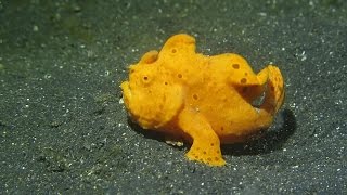 Walking Frogfish in Lembeh Strait Indonesia [upl. by Boorer]