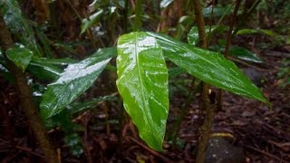 PLUIE TRES DOUCE Pour Apaiser lEsprit Et Dormir Profondément  Détente Étude Sommeil  4H [upl. by Atiuqaj]