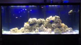 120 gallon FOWLR Saltwater Tank [upl. by Eniarol]