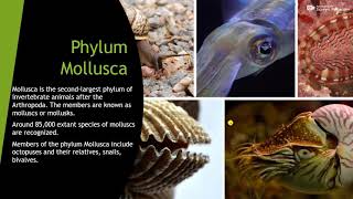 Phylum mollusaclass gastropodaceohalopoda bivalvia [upl. by Anirtruc73]