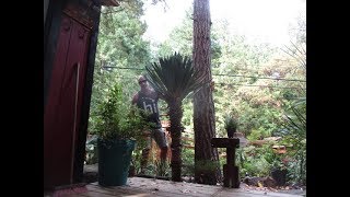 How to trim a Yucca plant [upl. by Sesom]