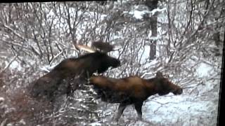 Moose mating in winter [upl. by Ierbua459]