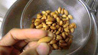 Sprouting Raw Almonds [upl. by Manuel346]