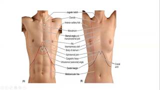 Thorax  Introduction 2  Surface landmarks [upl. by Alcine]