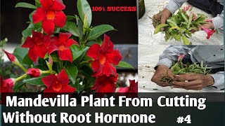 Mandevilla Plant From Cutting Without Root HormoneMandevilla Propagation A To Z [upl. by Eltrym780]