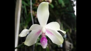 Phalaenopsis fimbriata  first bloom  species orchid [upl. by Efthim188]