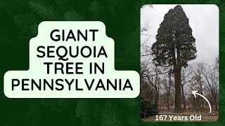 167 Year Old Giant Sequoia Tree Growing in Pennsylvania at Tyler Arboretum [upl. by Nalym]