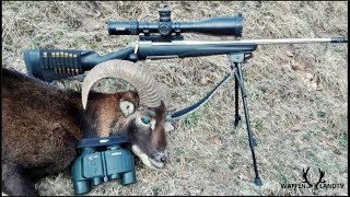 Hunting Mouflon Sheep with a Steiner M5Xi 525x56 riflescope [upl. by Ambrosine]