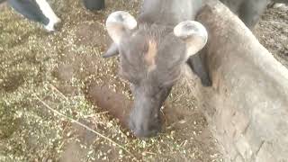 Black buffalo Eating beast was happily munching The shadowy calf was eating heartily in the grass [upl. by Annelise533]