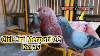 MEMBEDAKAN MERPATI JANTAN DAN BETINA dari suara bekurannya [upl. by Airak]