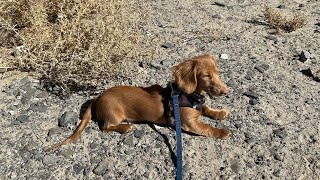 Lake Lahontan NV taking Cowboy for a walk [upl. by Yblek]