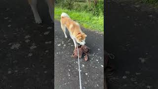 A Japanese Akita afraid of sheep akitainupuppy puppy [upl. by Liz]