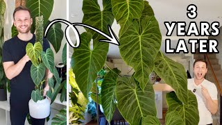 FROM A SMALL CUTTING TO A HUGE PLANT  Philodendron Splendid  Chop amp Extend [upl. by Ruffina]