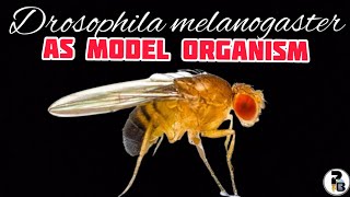 Drosophila melanogaster As a Model Organism paperpenbiology [upl. by Levesque775]