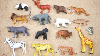 Lion Elephant Cheetah Giraffe Bear Tiger Zebra Wolf Zoo Animals Toy Wild Animals for Kids [upl. by Weldon242]