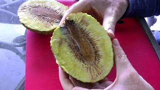 The Breadfruit Tree and Fruit  Artocarpus altilis  Video [upl. by Mallory]