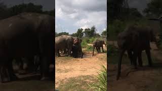 හබරණ සපාරි 🐘 Elephant mud bath Habarana Safari  Safari song  travelwithachiya viral fyp foryou [upl. by Sherburne338]