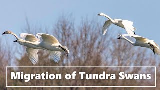 Migration of Tundra Swans [upl. by Slen475]