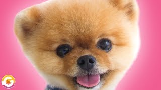 Science Videos for Kids  This is Your Brain on Cute ft Jiffpom [upl. by Columba]