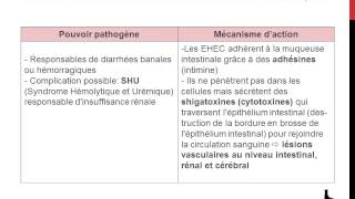 Famille des Enterobacteriaceae  Genre Escherichia [upl. by Gambrill36]