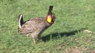 Attwaters Prairie Chicken quotBoomingquot Display [upl. by Kinsler446]