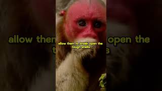 Bald Uakari  The Very Unique Redfaced Monkey Drinks their own Urine 🐒 [upl. by Enitnatsnoc265]