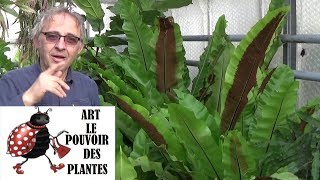 Conseil jardinage asplenium nidus comment faire lentretien et arrosage Plante verte dintérieur [upl. by Tocs]