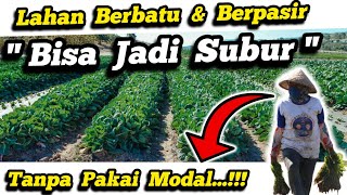 🔴 PEMBENAH TANAH‼️Cara Perbaiki Tanah Berpasir  Berbatu Menjadi Tanah Hitam Subur dan Gembur 100 ✅ [upl. by Drida]