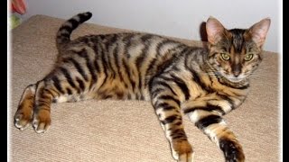 Cats 101  Toyger [upl. by Akiwak]