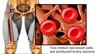 How Red Blood Cells are Made Animation  Formation of RBC Video Structure Function Blood Components [upl. by Randal]